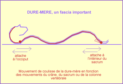 image de la dure-mère