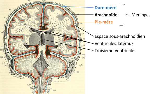 image de la dure-mère crânienne